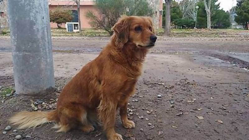 un câine își așteaptă stăpânul de un an de zile în fața unei secții de poliție