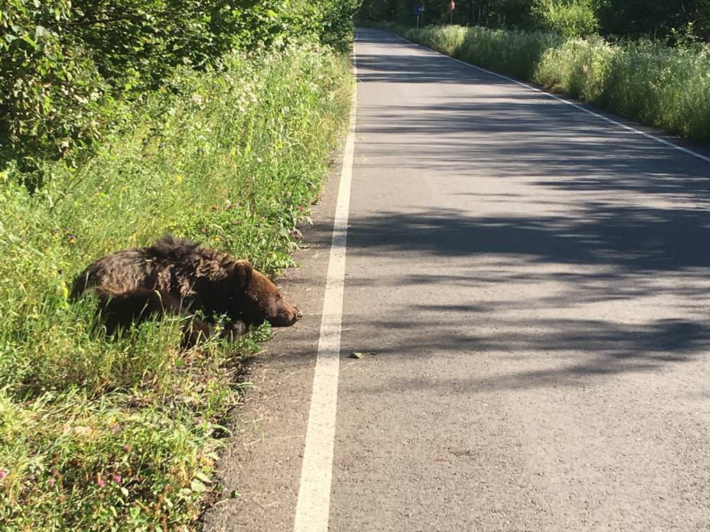 foto urs rănit în apropiere de păstrăvăria albota – autoritățile sunt depășite de situație