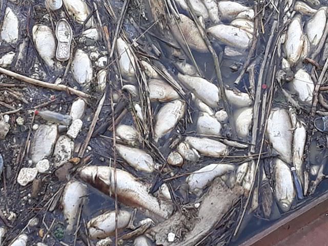 foto - peștii mor în continuare pe olt - pescarii vor evalua situația zilele următoare