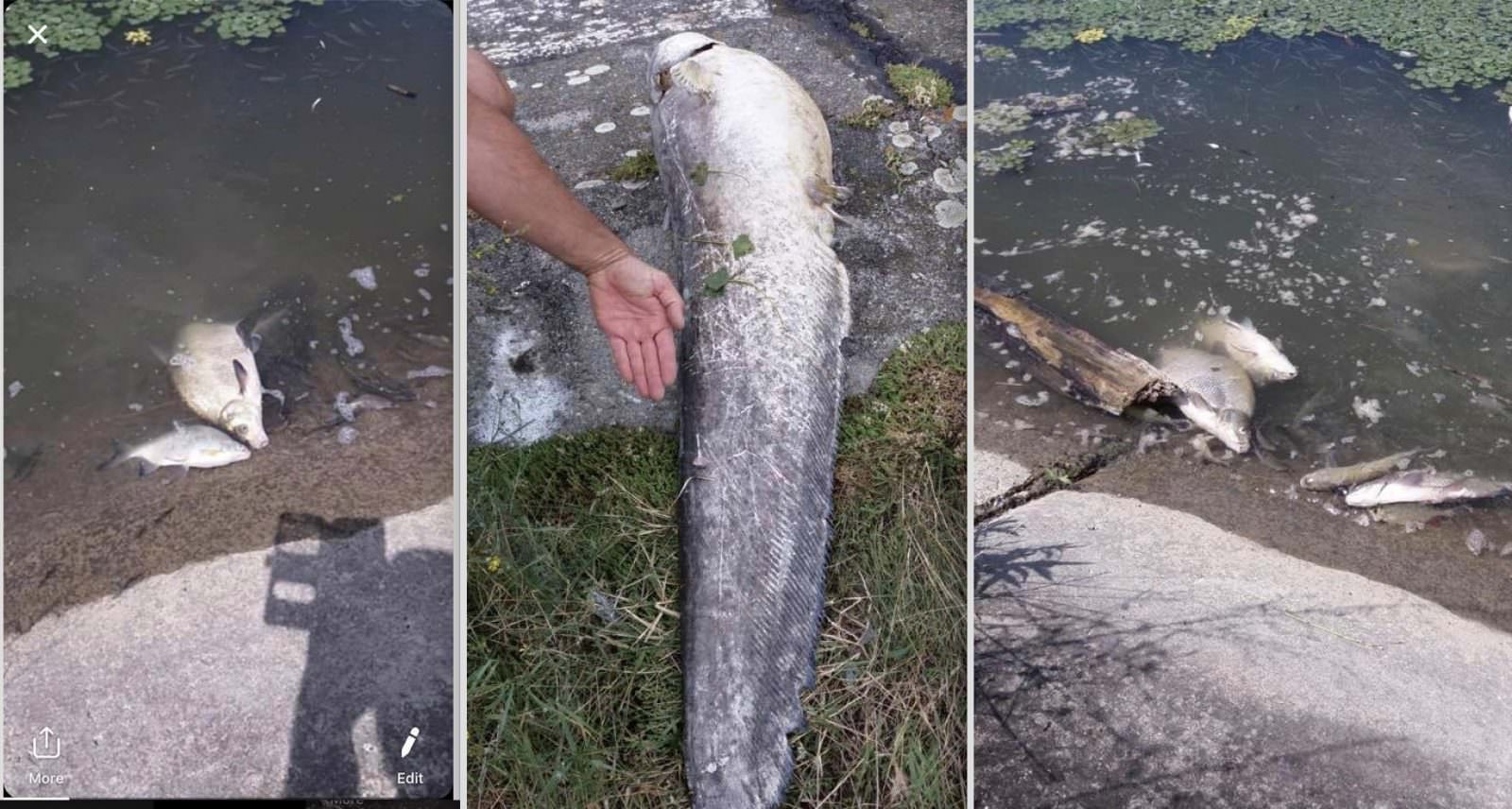 foto - sute de pești morți în apele oltului în județul sibiu - explicația pare halucinantă