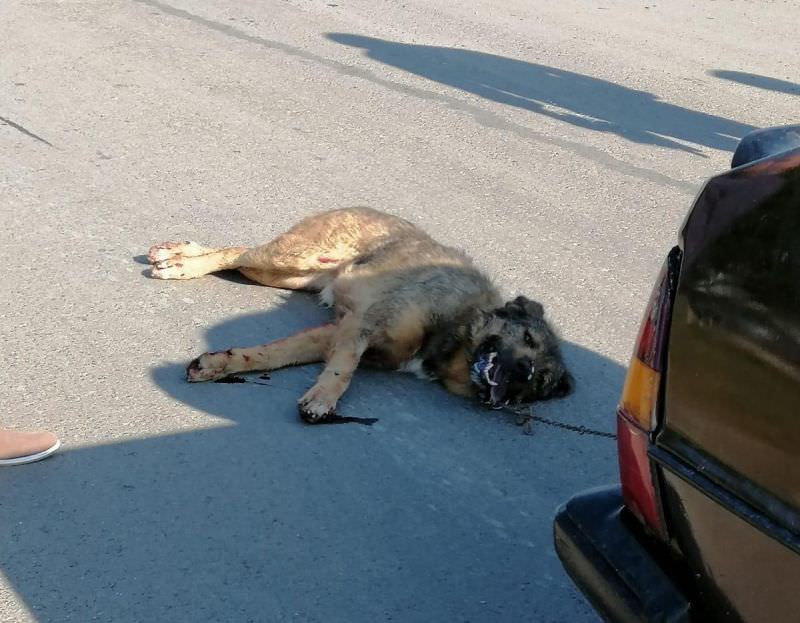 șoferul sibian care a târât un câine după mașină, s-a ales cu dosar penal