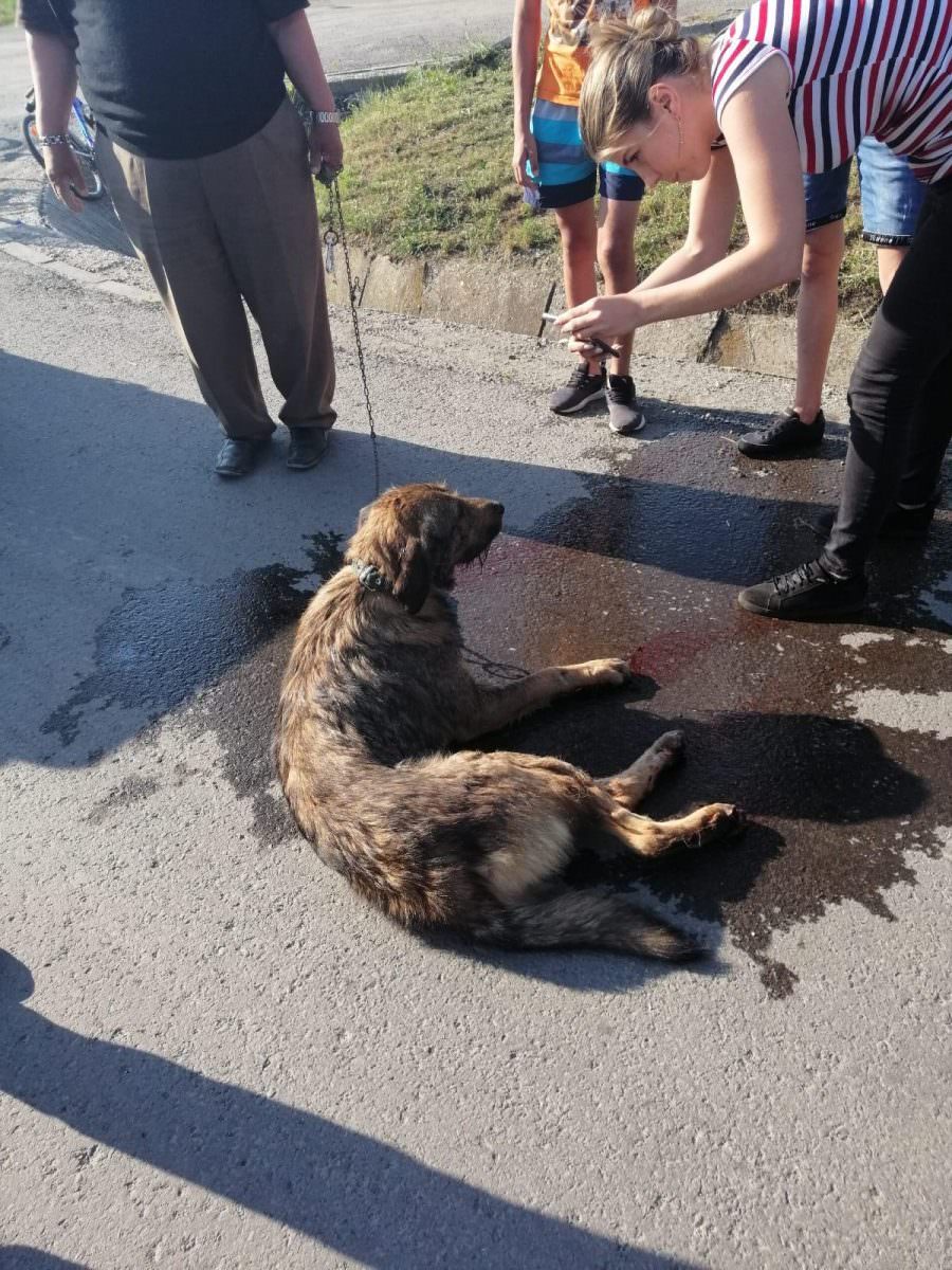 foto video cruzime fără margini - câine târât după o mașină pe străzile din sibiu