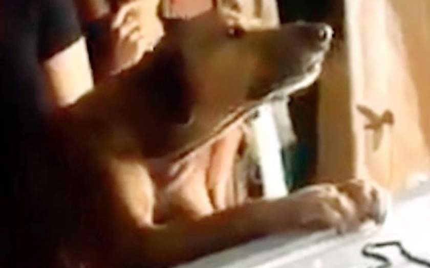 video - un câine nu vrea să plece de lângă sicriul stăpânului său - imagini emoționante