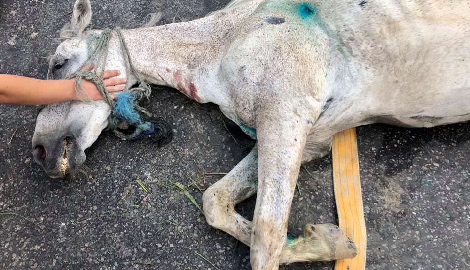 video - foto cal bătut cu bestialitate - animalul a murit - stăpânul a fost arestat