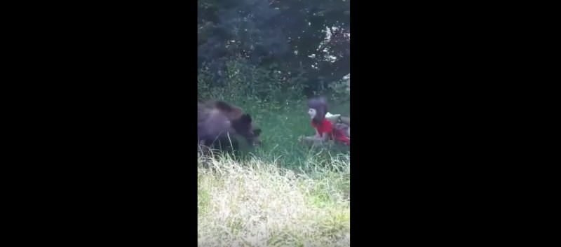 video - imagini șocante pe transfăgărășan - o fetiță hrănește un urs