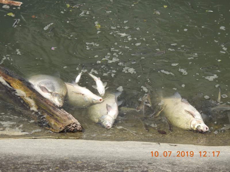foto peștii mor în olt - apa este poluată!