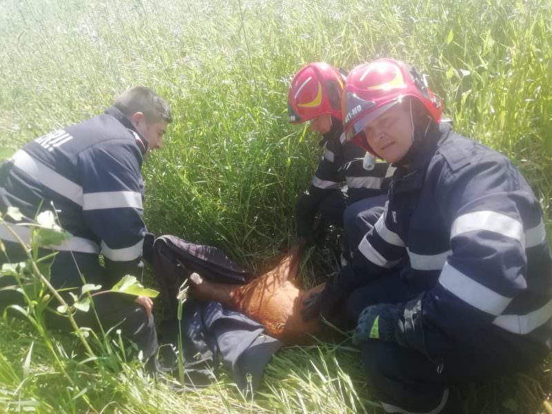 căprioară salvată in extremis de pompieri - a căzut într-un canal