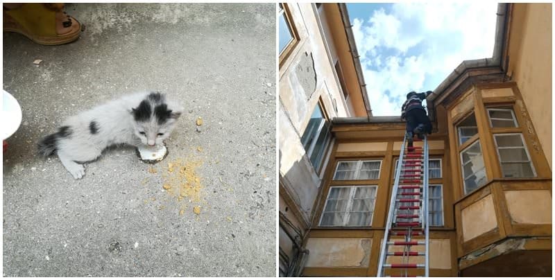 foto pisică salvată de pompieri la sibiu. era blocată pe acoperișul unei case