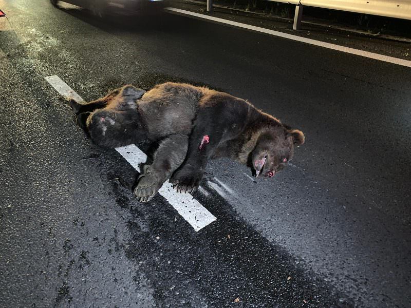 video foto urs de 200 de kilograme lovit pe autostrada sibiu - deva - patru mașini implicate