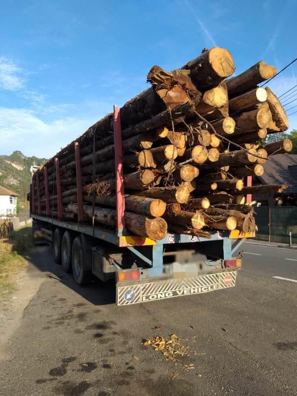 foto hoți de lemne prinși pe valea oltului, la călimănești și brezoi