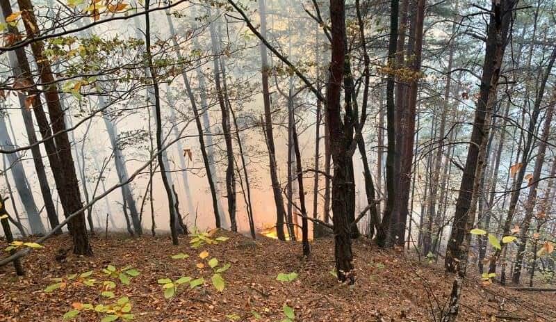 video foto incendiul din pădurea măgura - cum evoluează situația