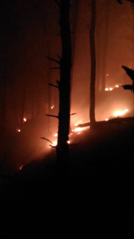 video foto incendiu în pădurea măgura, lângă cisnădie