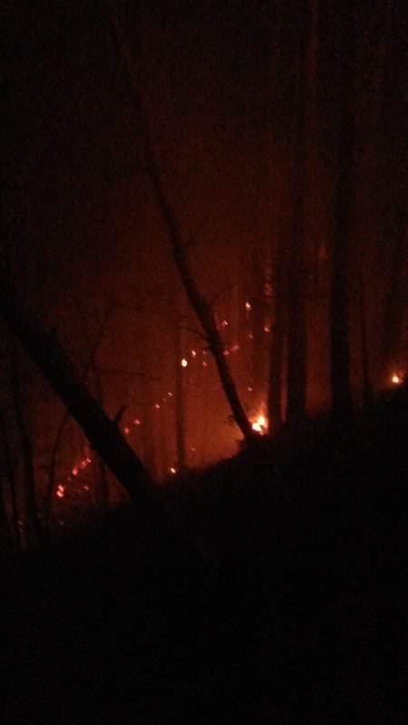 video foto incendiu în pădurea măgura, lângă cisnădie