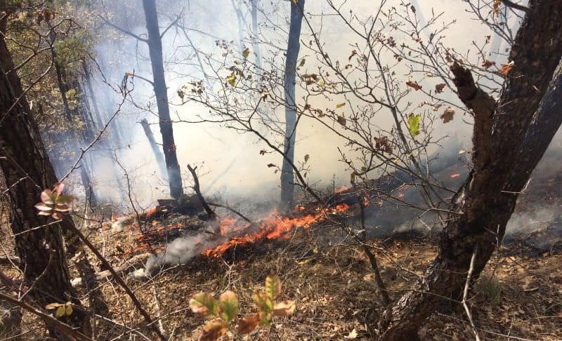 incendiul devastator de pe vârful măgura - neglijența oamenilor a distrus pădurea