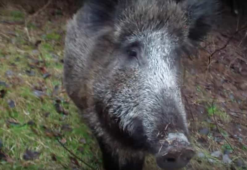 focar de pestă porcină într-un fond de vânătoare din porumbacu de jos - toți porcii mistreți vor fi omorâți