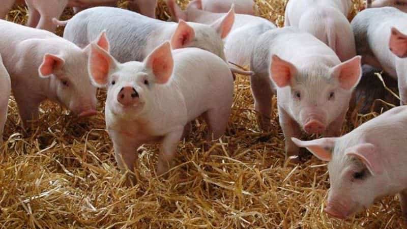 românii sacrifică de crăciun aproape un milion de porci