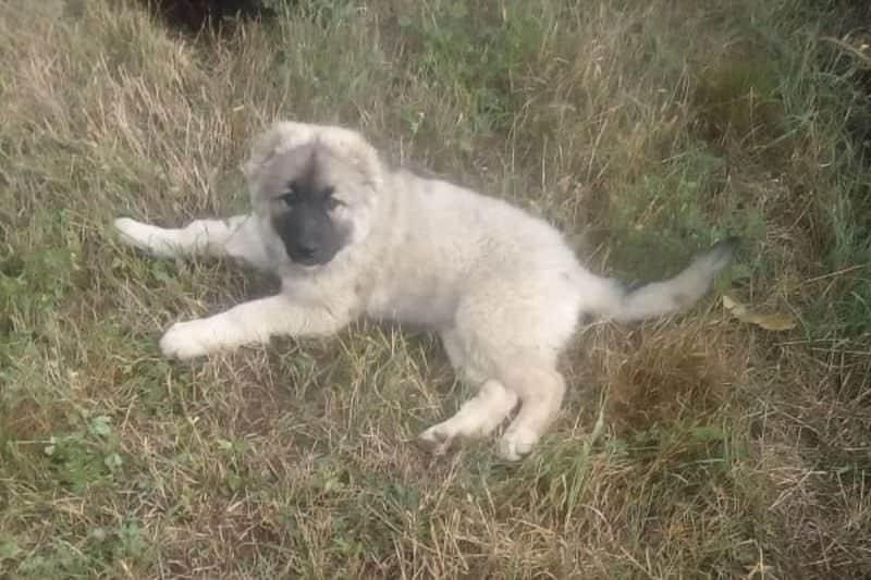 foto câine ciobănesc furat de la o stănă din slimnic – „ajutați-mă să îl găsesc pe turcu. îmi e dor de el”