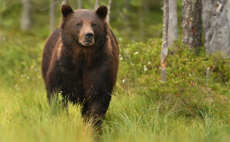 problema urșilor din județul sibiu dezbătută în cadrul unei ședințe speciale