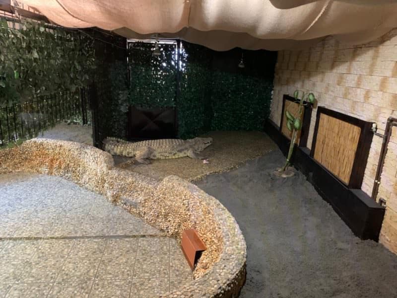 foto doi locuitori noi la zoo sibiu: o vidră și un crocodil de trei metri
