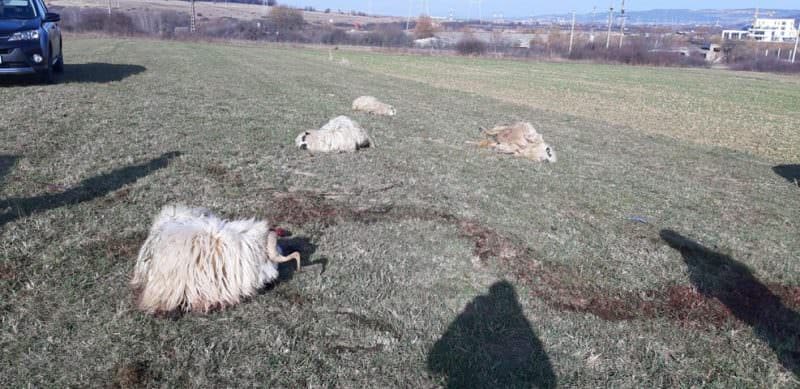 foto cruzime fără margini la veștem – un bărbat a omorât cu mașina mai multe oi