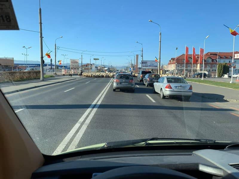 foto viața satului la sibiu - o turmă de oi a blocat traficul pe alba iulia