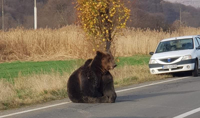 video - urs în agonie de aproape o zi pe un drum - animalul a fost lovit de o mașină