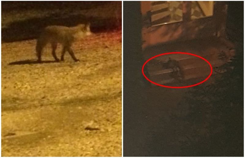 foto o vulpe cu pui și-a făcut culcuș în terezian – sibienii sunt speriați – „ne e frică să ieșim seara din case”