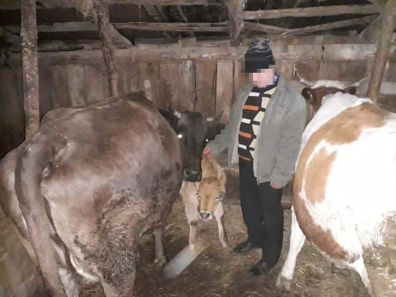 FOTO Percheziții la Poplaca și Porumbacu – Doi sibieni acuzați că au furat animale din Vâlcea