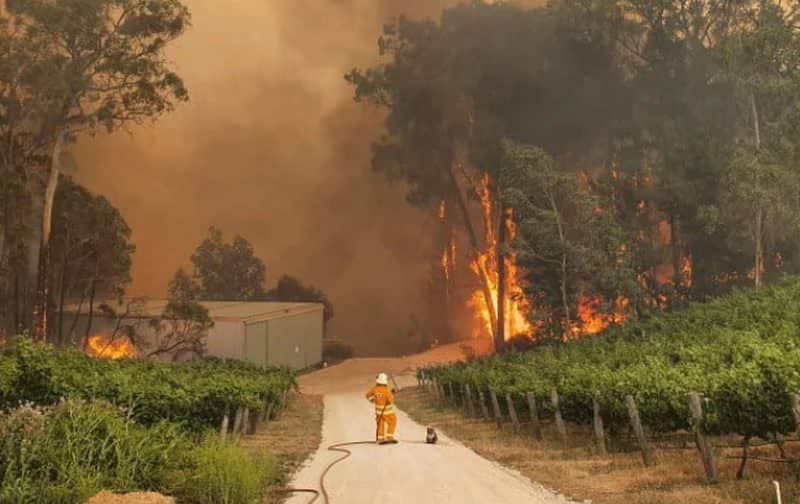 dezastru în australia - peste 500 milioane de animale ucise de incendiile devastatoare