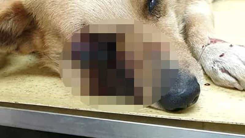 câine mutilat în satu mare - mai mulți bărbați i-au băgat petarde aprinse în gură