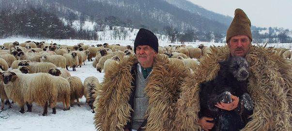 ministrul agriculturii vine la sibiu - se întâlnește cu ciobanii din mărginime