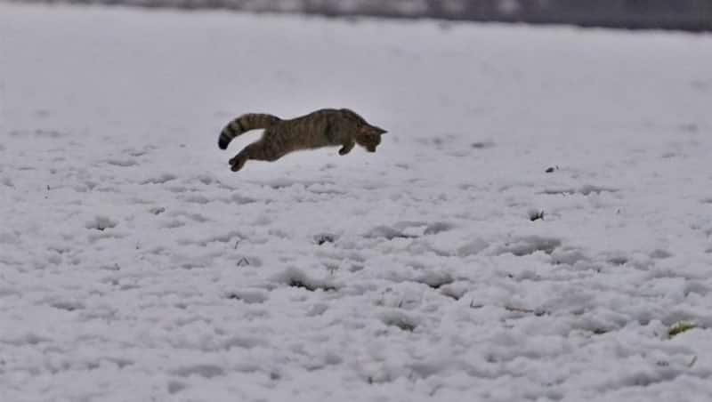 foto: pisică sălbatică surprinsă pe un câmp lângă avrig - imaginile sunt superbe