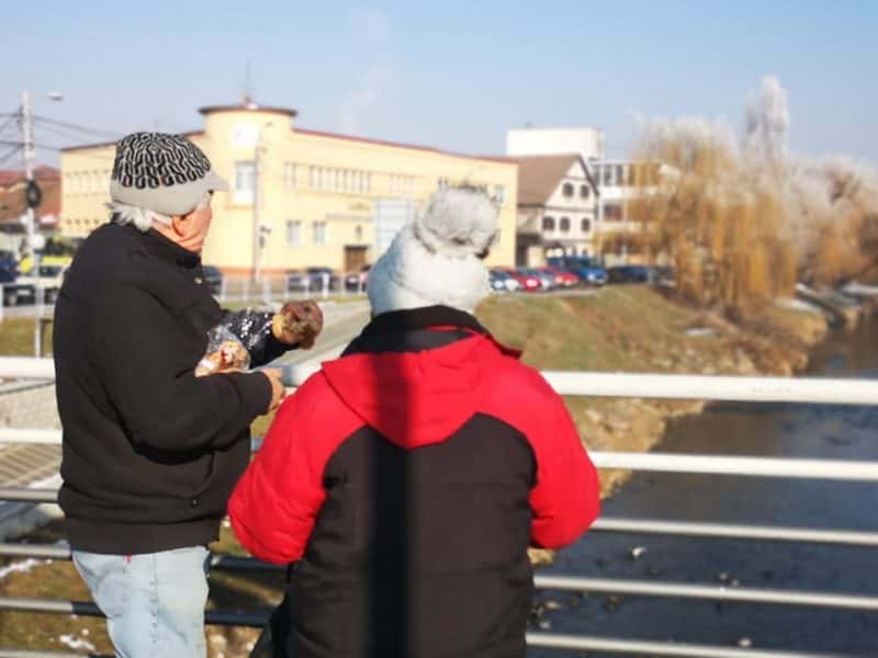 foto sute de rațe sălbatice plutesc pe cibin - sibienii le hrănesc și se bucură de imaginile rare