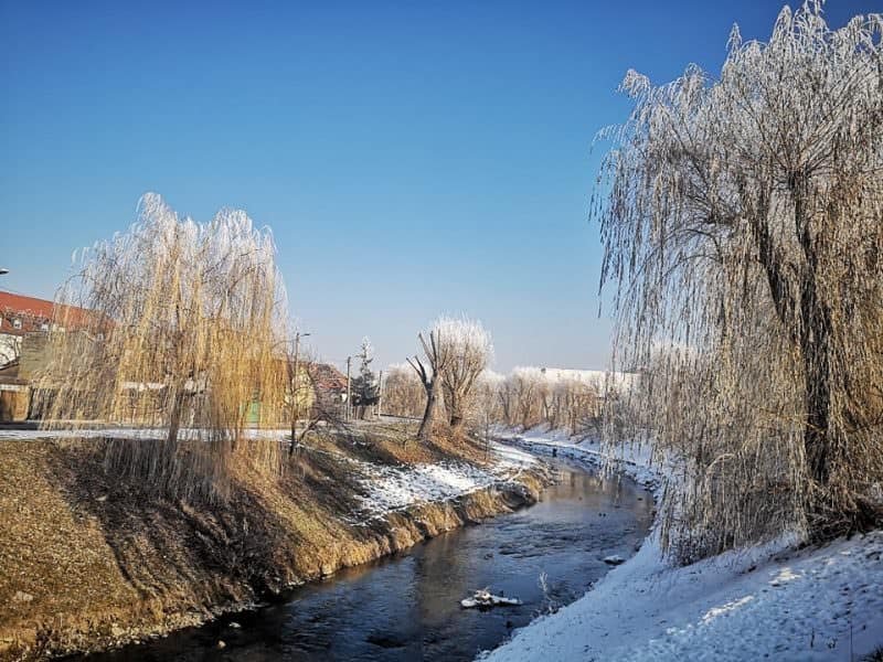 foto sute de rațe sălbatice plutesc pe cibin - sibienii le hrănesc și se bucură de imaginile rare