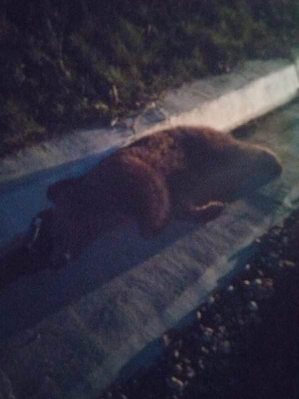 foto urs mort la micăsasa - a fost lovit de o mașină