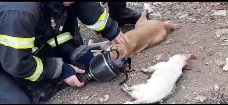 video pompieri îngeri salvatori pentru doi cățeluși și o pisică - i-au resuscitat minute în șir