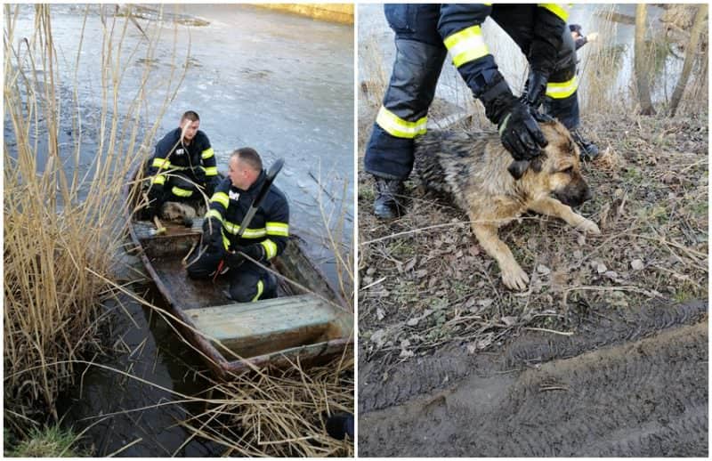 foto câine salvat de pompieri - a căzut în lac la cisnădie