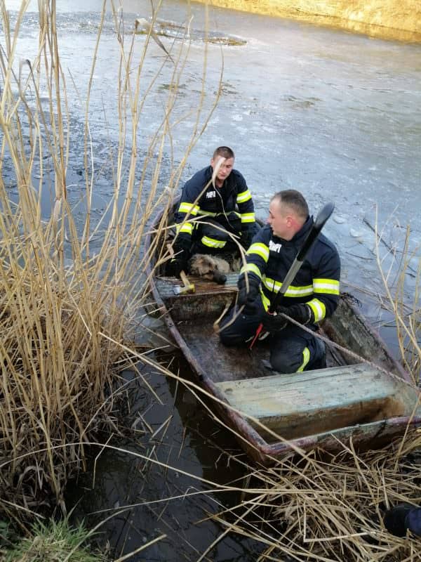 foto câine salvat de pompieri - a căzut în lac la cisnădie