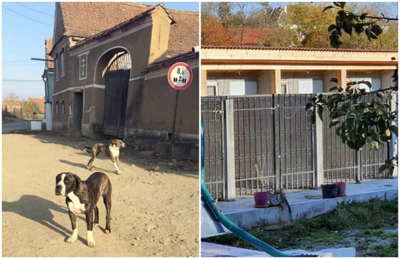 sibienii din săsăuș, terorizați de câinii unei vecine - „zici că suntem în iad”