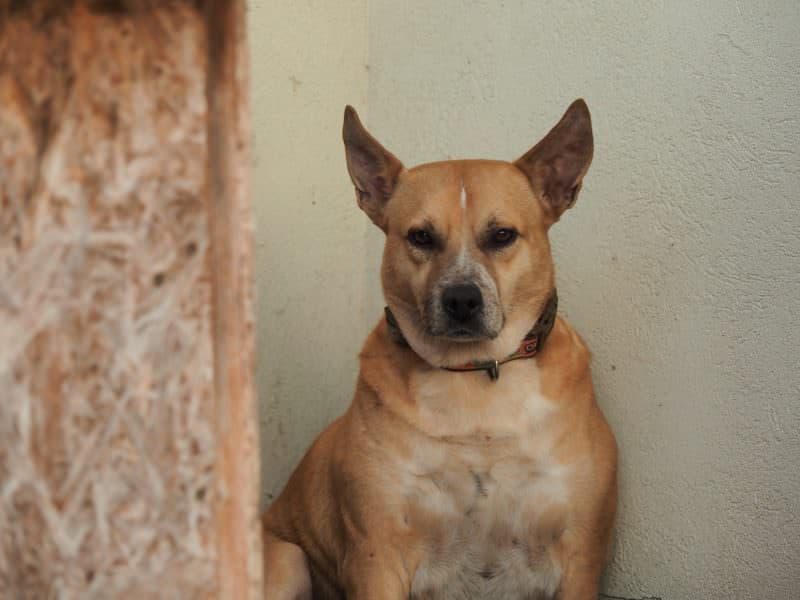 video foto prietenii necuvântători ai cristinei țopescu au nevoie de un nou stâpân - câinii care au vegheat la căpătâiul vedetei sunt în sibiu