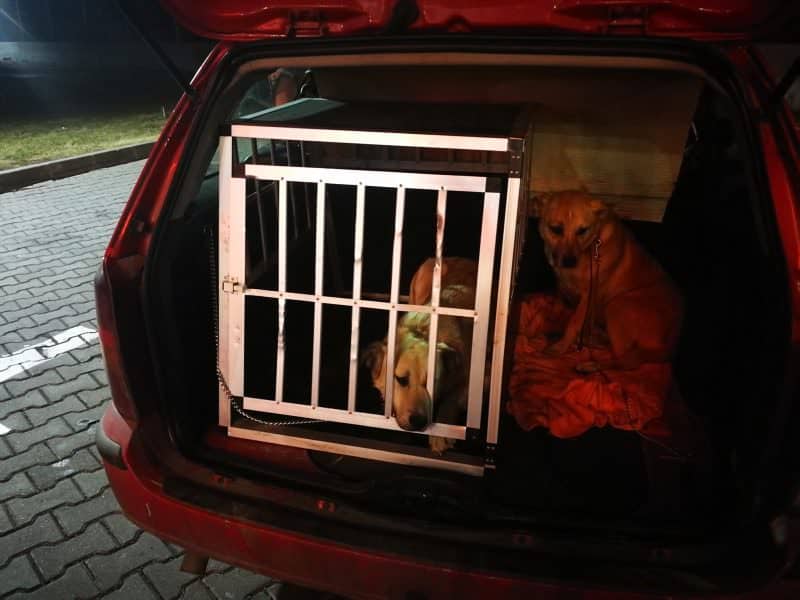 video foto prietenii necuvântători ai cristinei țopescu au nevoie de un nou stâpân - câinii care au vegheat la căpătâiul vedetei sunt în sibiu