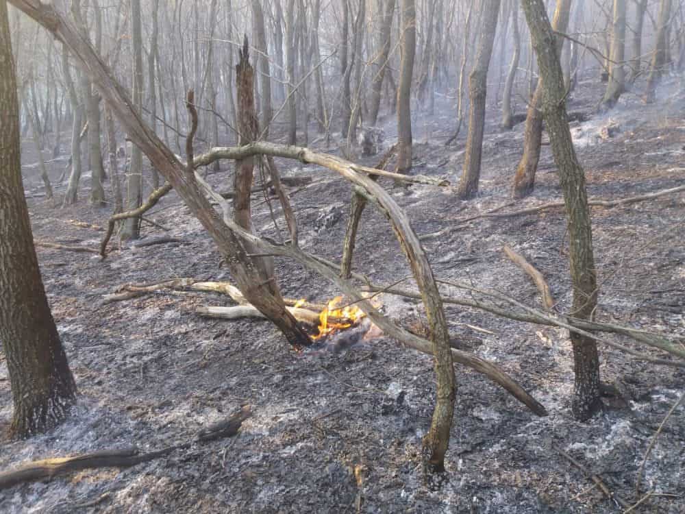 foto: pompierii s-au luptat patru ore să stingă un incendiu la agnita și alțâna - au ars opt hectare de vegetație