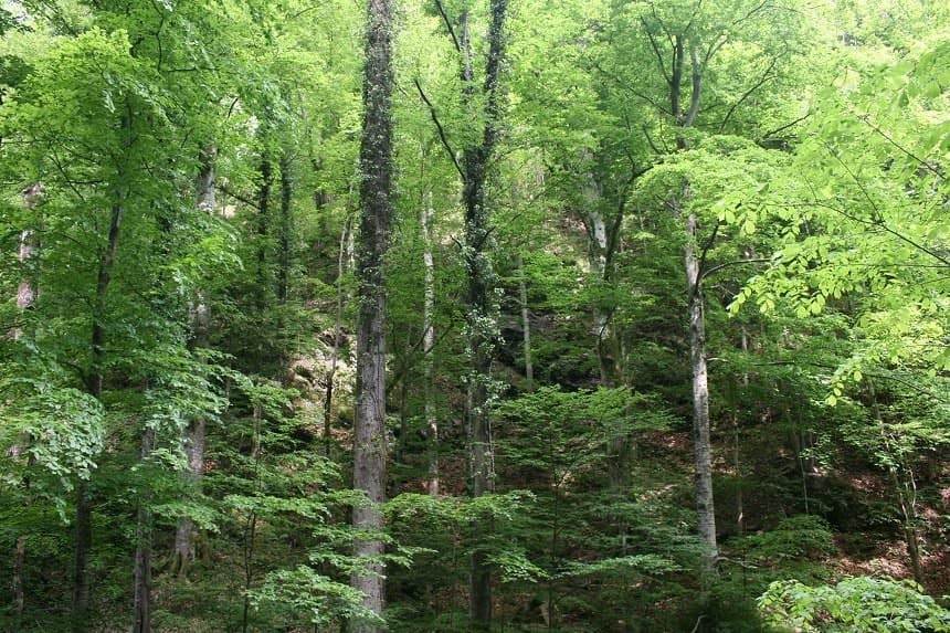 anunțul ministrului mediului - pădurile mai vechi de 140 de ani ani vor fi protejate