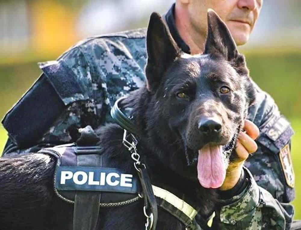 povestea lui der, câinele legii - datorită lui, o tânără a devenit polițistă și se pregătește la sibiu