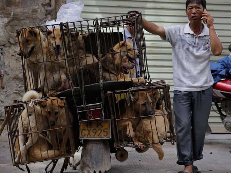 controversatul festival al cărnii de câine de la yulin se ține și în 2020 în ciuda covid 19 și a interdicțiilor - imagini care te pot afecta