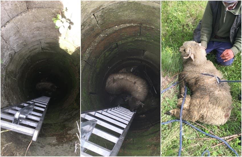 foto: oaie scoasă de pompieri dintr-un canal din șelimbăr