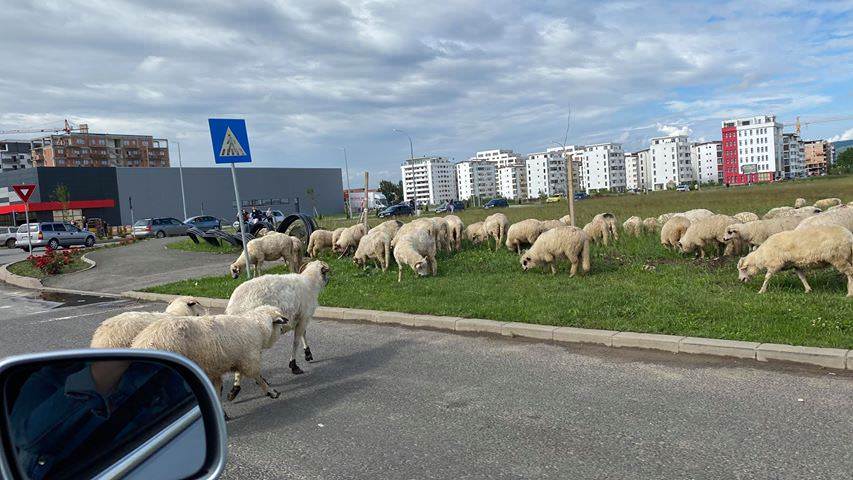 FOTO - Cu mioarele la păscut pe prelungirea bulevardului Mihai Viteazu - Oile au mâncat toți trandafirii