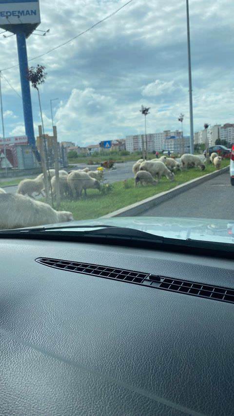 FOTO - Cu mioarele la păscut pe prelungirea bulevardului Mihai Viteazu - Oile au mâncat toți trandafirii