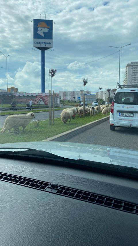 FOTO - Cu mioarele la păscut pe prelungirea bulevardului Mihai Viteazu - Oile au mâncat toți trandafirii