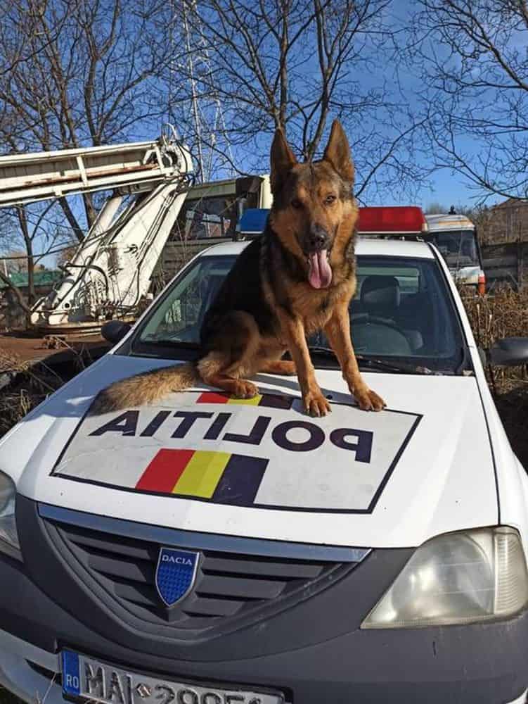 Femeie rătăcită găsită cu ajutorul unui câine polițist antrenat la Sibiu